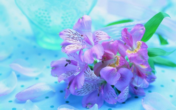 архидея цветок фиолетовая