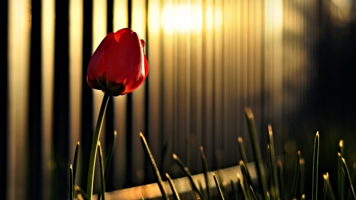 тюльпан одинокий забор вечер