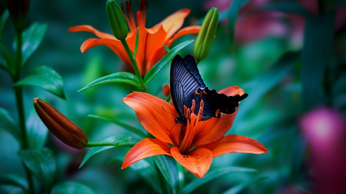 цветок бабочка лепестки