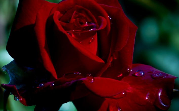 роза цветок капли бордовая