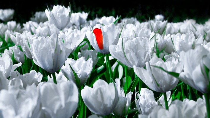 цветы белые тюльпаны