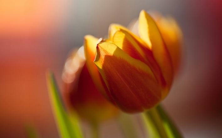 цветок тюльпан макро