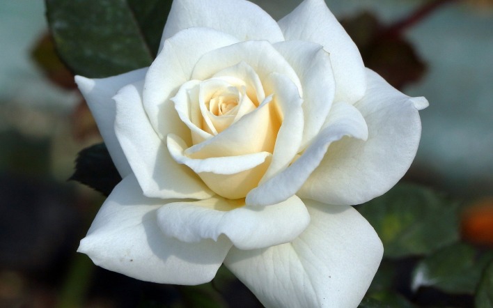 роза белая роза лепестки бутон
