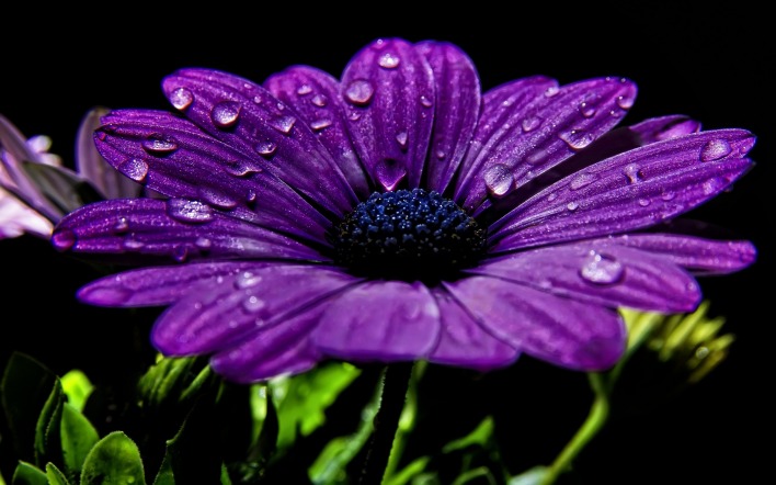 цветок фиолетовый капли