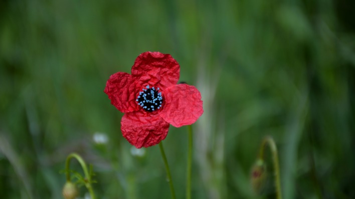 цветок красный мак трава