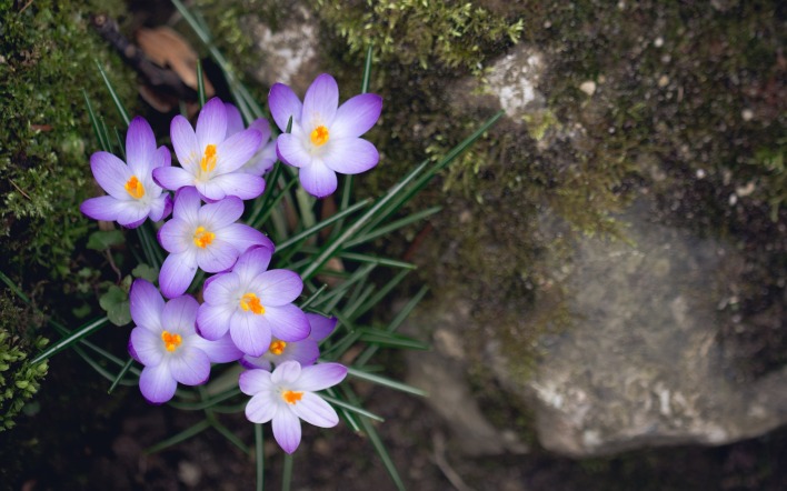 шафран томазини цветы фиолетовые на камне