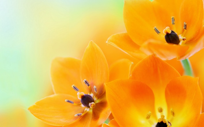 цветы оранжевые лепестки