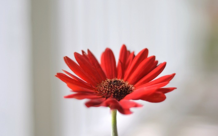хризантема цветок красный