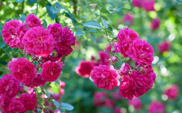 цветы куст розовые