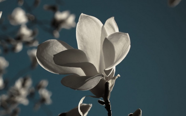 магнолия белая цветок