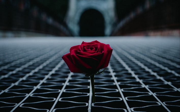 цветок роза алая стебель