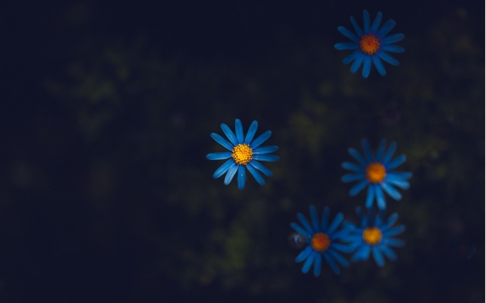 ромашки голубые цветы