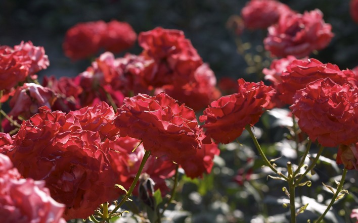 цветы роза кустовая красная