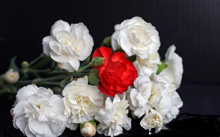 розы белые букет черный фон
