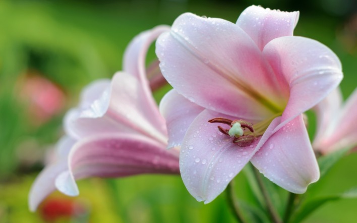 орхидея цветы розовые зелень