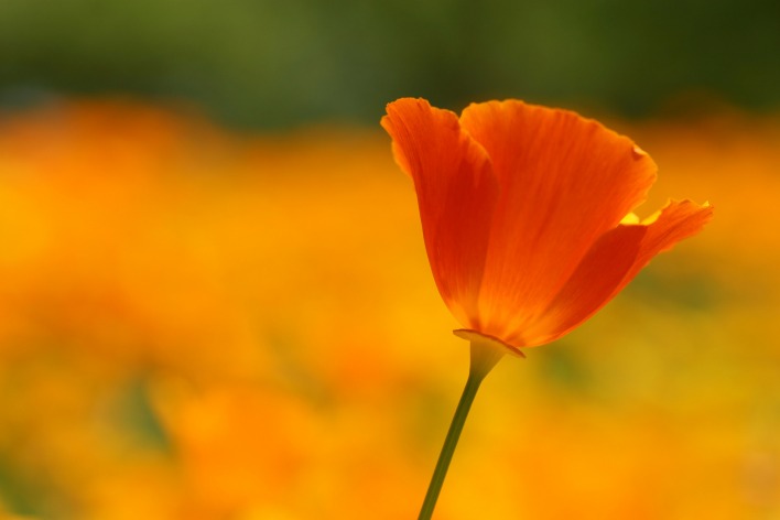 цветок поле размытость крупный план оранжевый