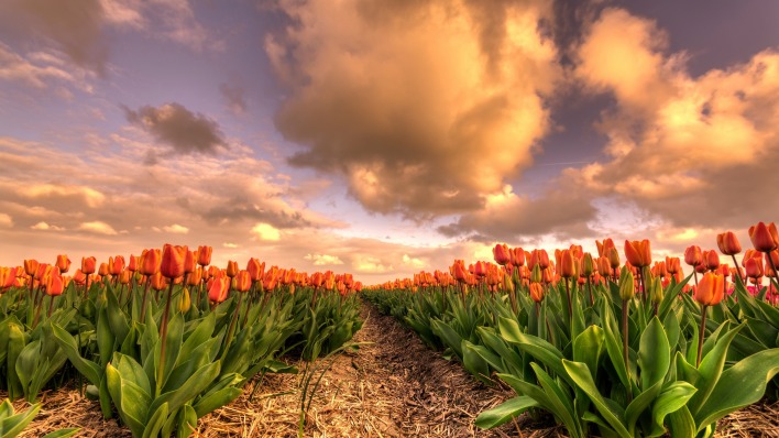 тюльпаны поле небо на закате