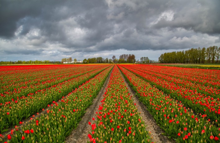 тюльпаны поле борозды цветы