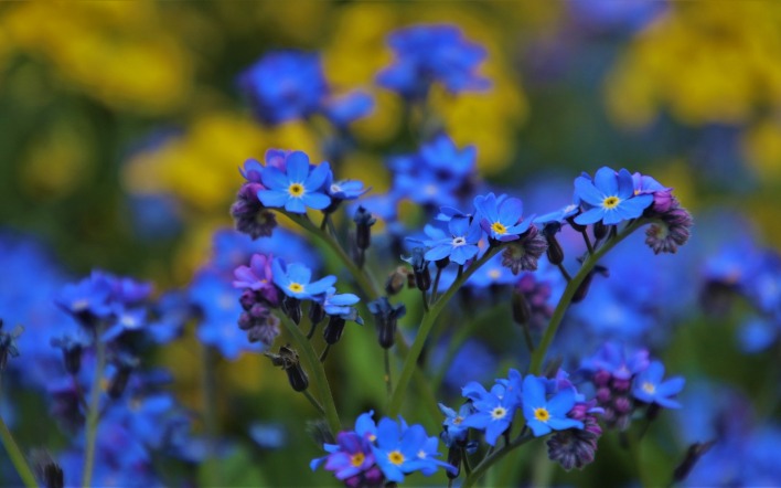 незабудки цветы голубые синие