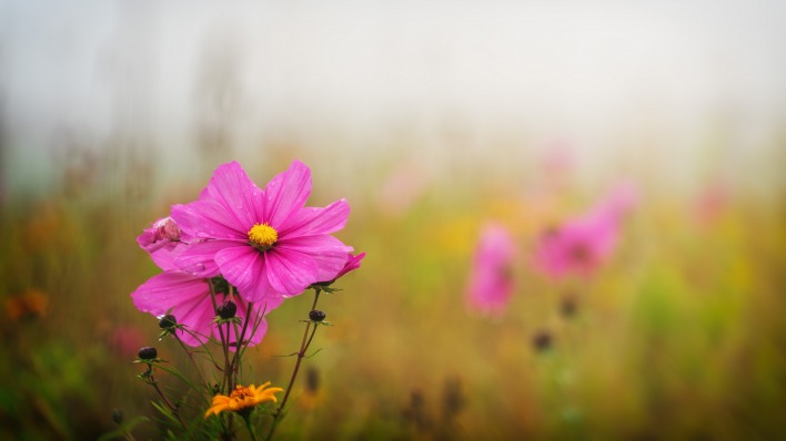 цветы поле розовый трава