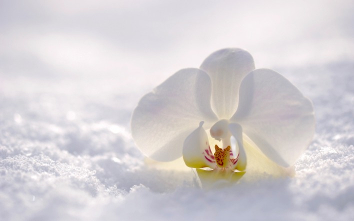 цветок белый снег