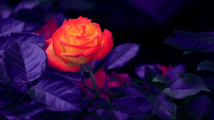 роза розовая листья фиолетовый
