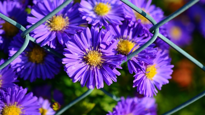 цветы полевые синие сетка
