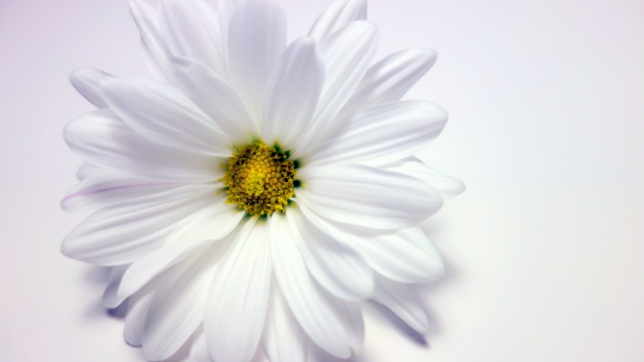 цветок белый лепестки ромашка макро