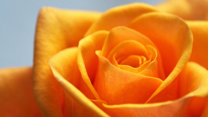 роза макро бутон оранжевая