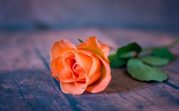 цветок роза розовая бутон
