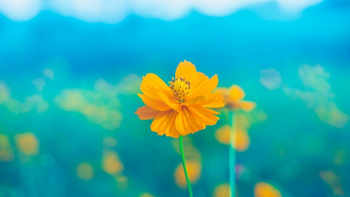 цветок циан боке крупный план желтый