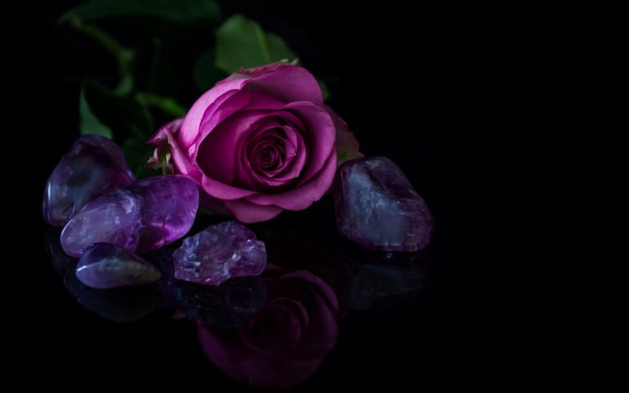 роза черный фон фиолетовая