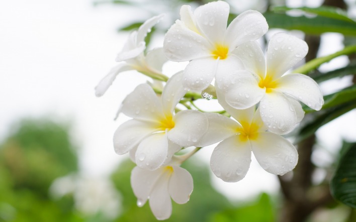 цветок белый плюмерия макро капли