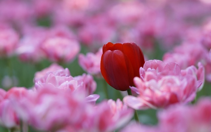тюльпан поле цветы розовый