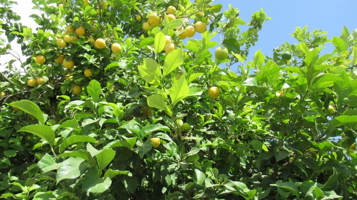 лимоны зелень деревья лето