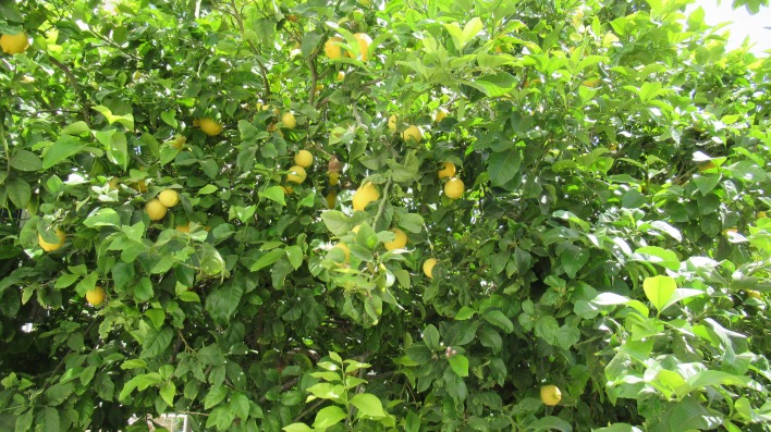 лимоны зелень деревья лето
