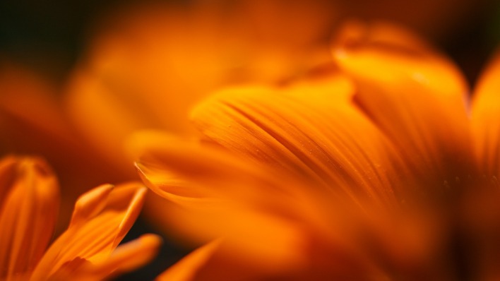 Цветы, размытый фон, оранжевый