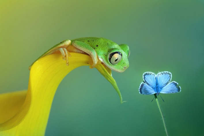 Лягушка бабочка на травинке