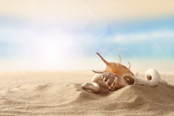 Ракушка на песке