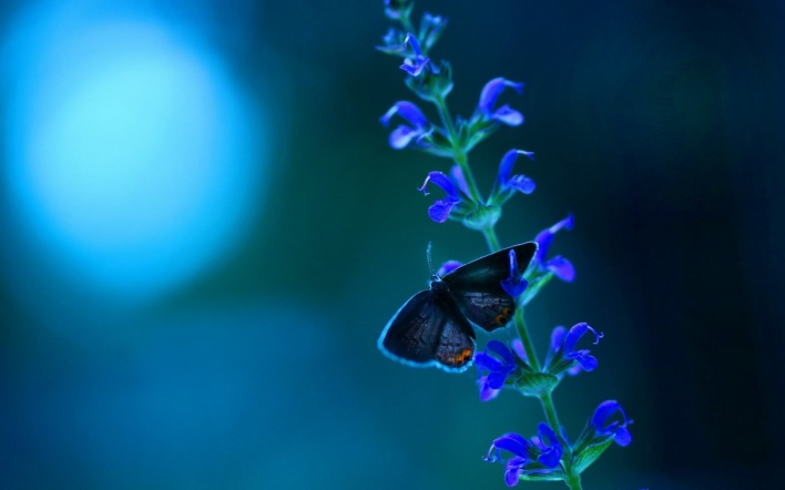 Бабочка голубая цветок макро