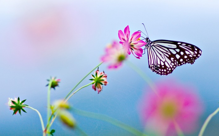 Бабочка на цветке макро