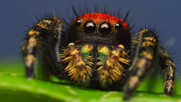 природа животные паук