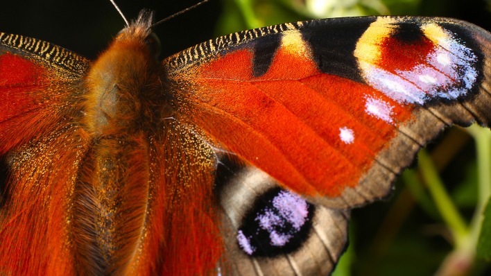 природа животные насекомое бабочка узоры