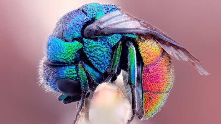 муха животное макро насекомое природа