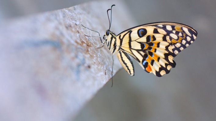природа бабочка макро животные насекомые