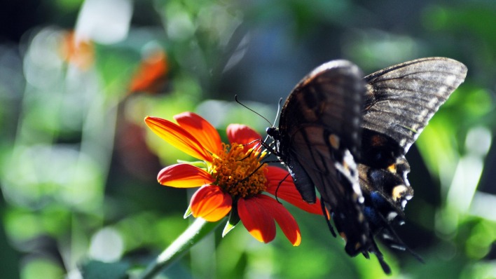 природа цветы бабочки макро насекомое животные