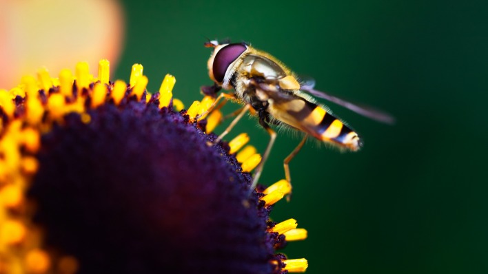 природа насекомые животные цветы
