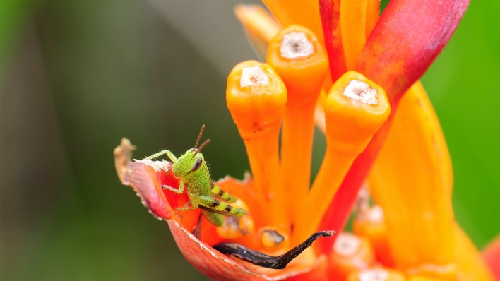 природа макро цветы насекомое животное