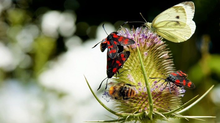 природа животные насекомое макро бабочки nature animals insect macro butterfly