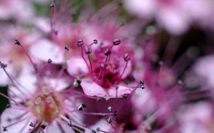 природа цветы макро фиолетовые